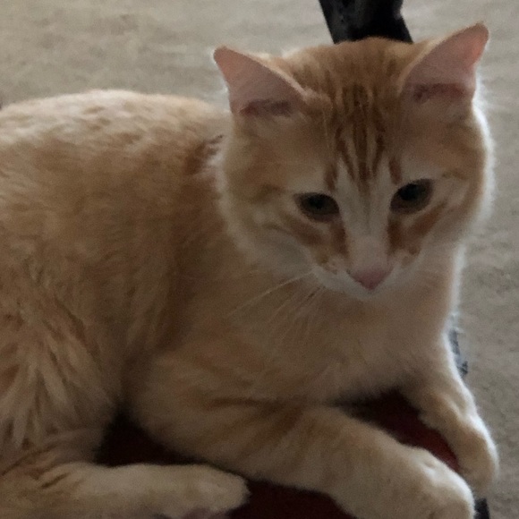 😹 Bye Cutie 😹 Said goodbye to our dear Cutie 2-6-24. She gave us much Joy!♥️ - Picture 9 of 14